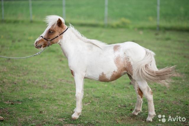 Самые маленькие лошади в мире: топ-10 миниатюрных пород с фото