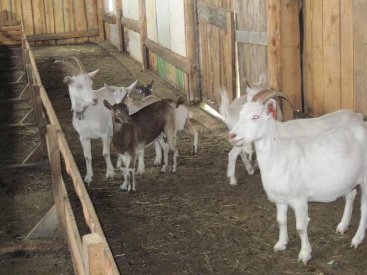 Разведение коз как бизнес в домашних условиях
