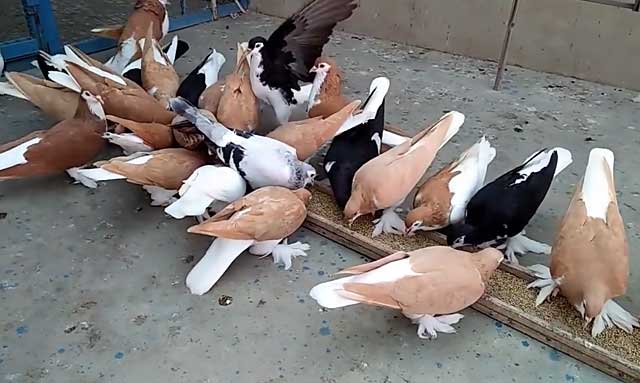 Что делать, если соседка прикармливает голубей? - вместе