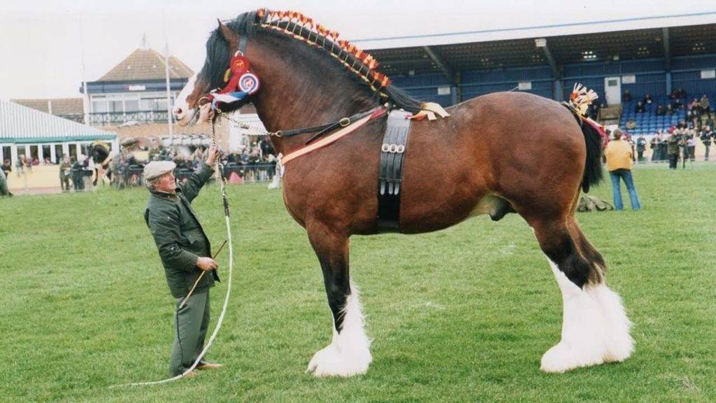 Самые большие лошади в мире
