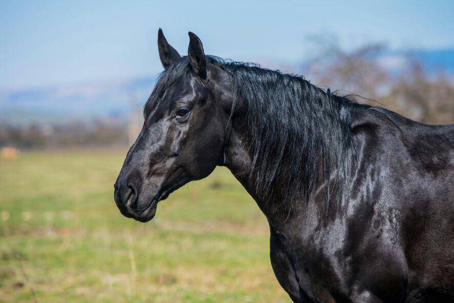 Лошадь карачаевской породы: описание, содержание и разведение :: syl.ru
