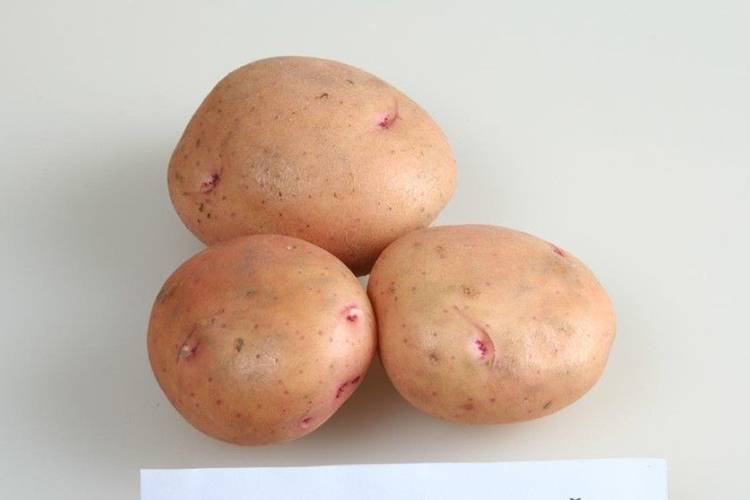 Картофель "жуковский ранний": описание сорта, фото, отзывы