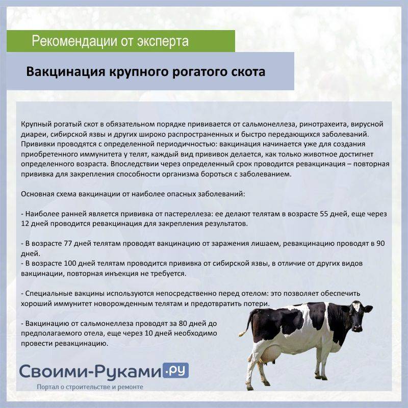 Бизнес-план по разведению крупного рогатого скота (крс)