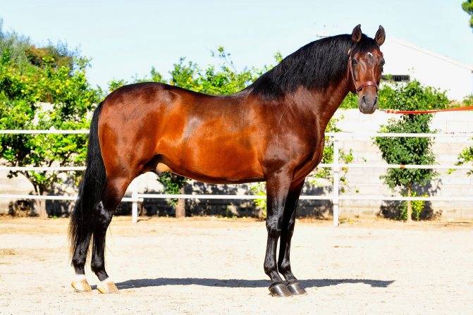Андалузская лошадь — особенности породы, плюсы и минусы разведения в россии. | cельхозпортал