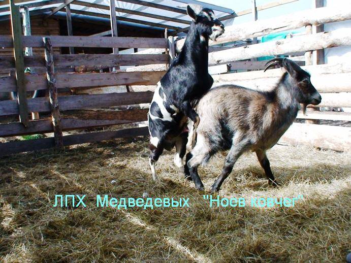 Спаривание (случка) коз: в каком возрасте козел может покрыть, когда случать первый раз, как определить охоту и понять, что самка гуляет — moloko-chr.ru