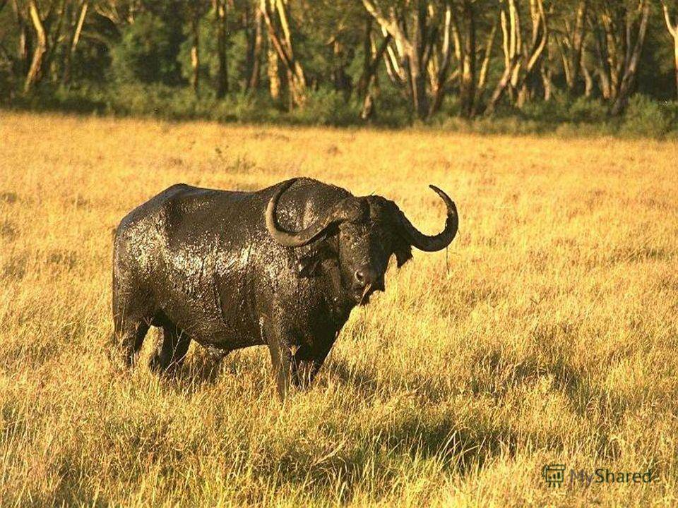 Африканские буйволы: описание, разновидности и интересные факты :: syl.ru