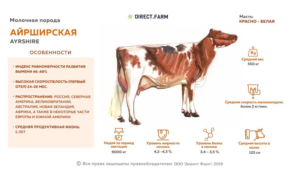 Айрширская порода коров: характеристика крс 2021