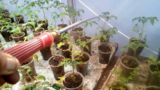 Как поливать рассаду в домашних условиях