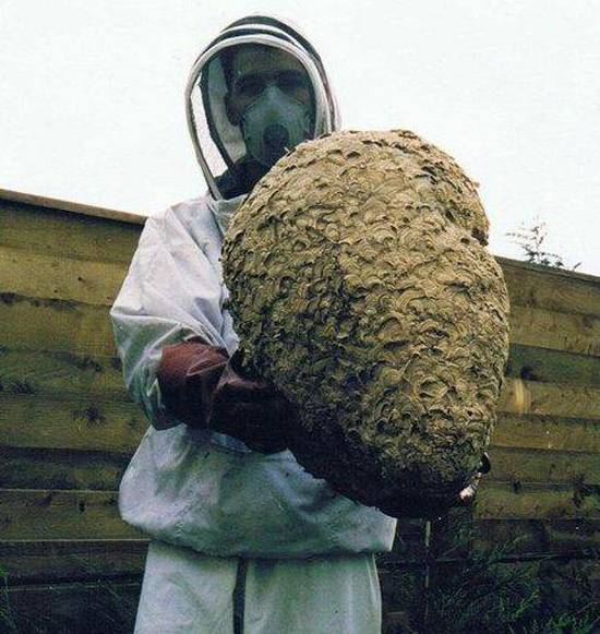 Как избавиться от пчел в стене деревянного дома
