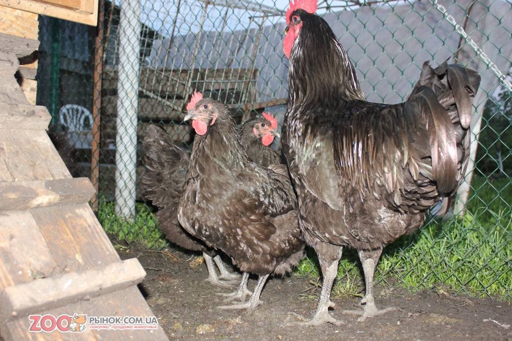 Джерсийский гигант: прибыльная порода кур, крупная птица — отличное мясо!