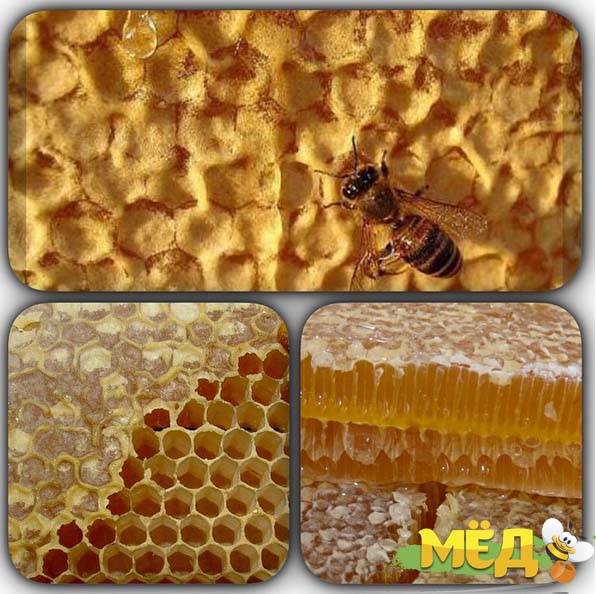 Что такое пчелиный забрус [применение.состав] польза для зубов - медовый сундучок