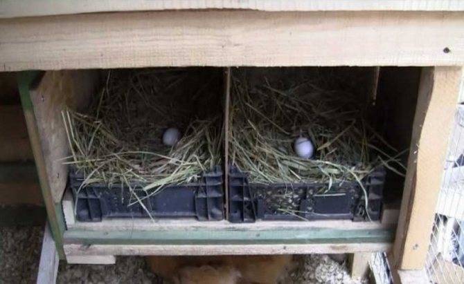 Изготовление и выбор гнезда для попугаев