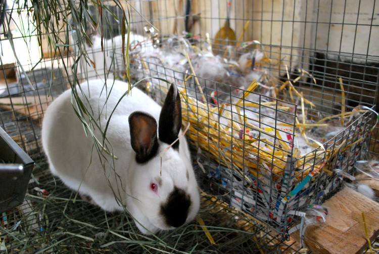 Содержание и разведение кроликов в домашних условиях