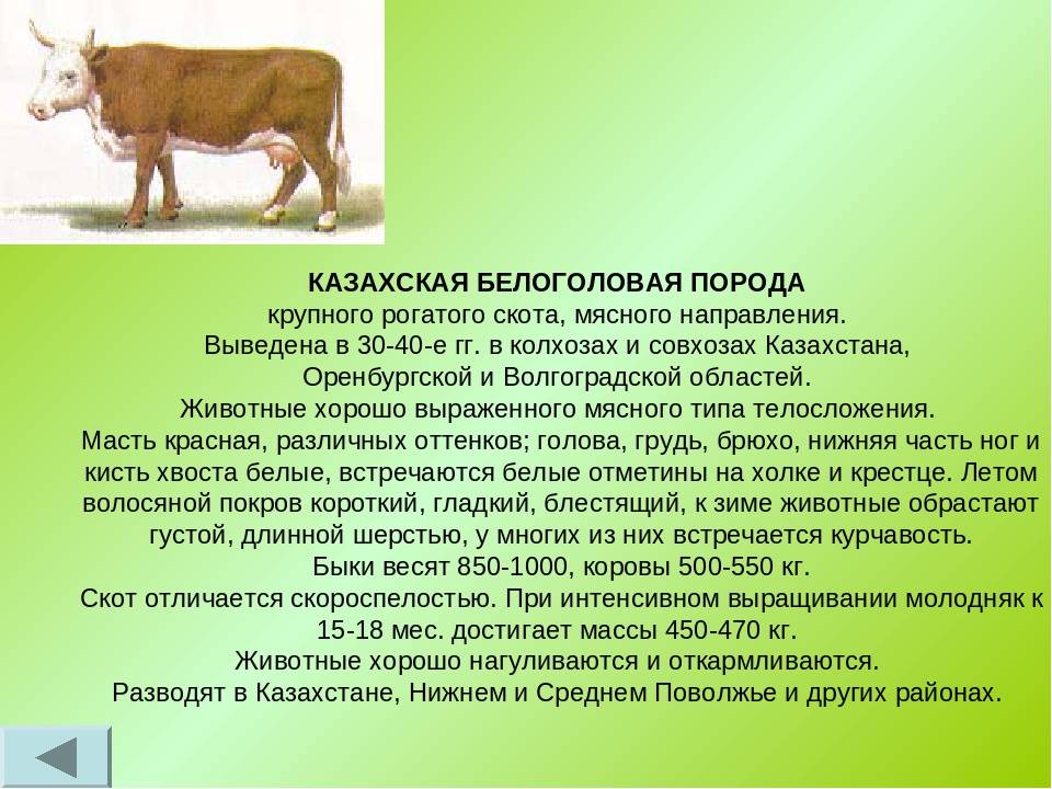 Казахская белоголовая порода КРС