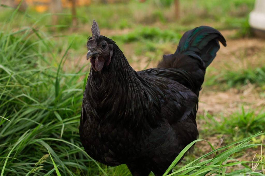 Черные куры с черным мясом: история возникновения и лучшие породы