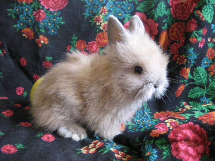 Ангорские кролики: внешний вид, особенности ухода за декоративным питомцем