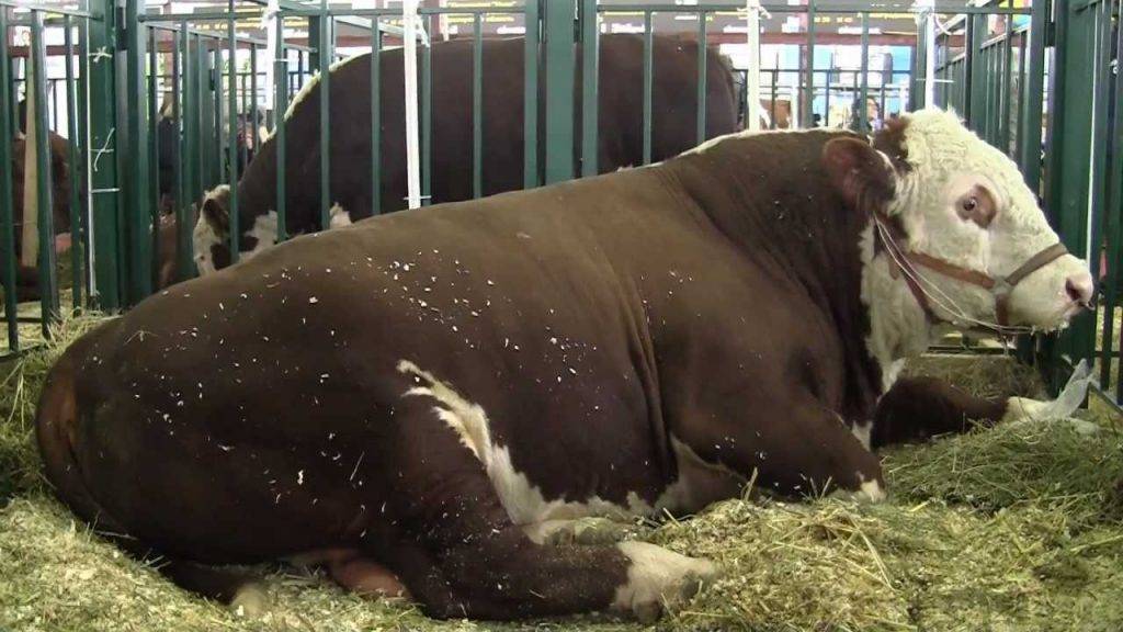 Мясные породы крс: выбор коров и бычков для климата россии