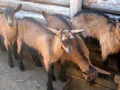 Чешские козы: описание породы, правила содержания и сколько стоит