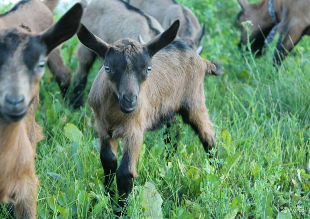 Чешская порода коз: описание, фото, характеристика, отзывы