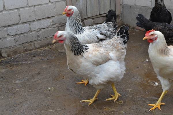 Современное птицеводство в мире - породы кроссы яичных и мясных кур