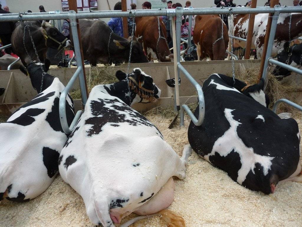 Особенности содержания коровы в личном хозяйстве