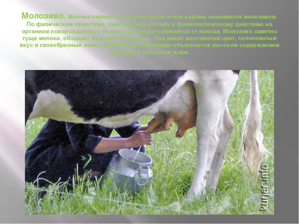 Кормление сухостойных коров: как составить рацион правильно