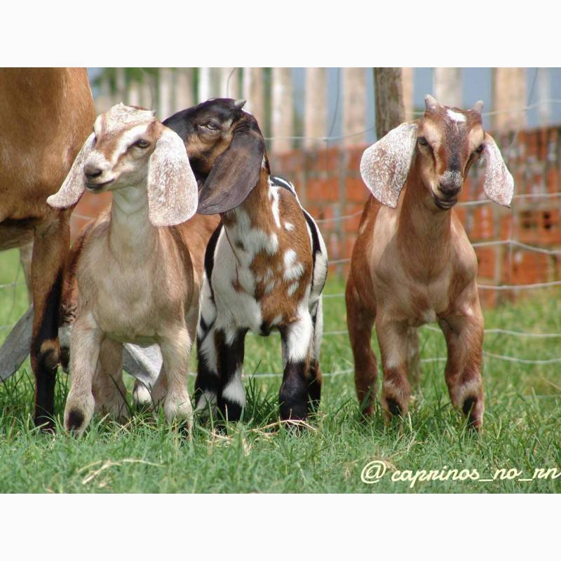 Дойные козы: 7 молочных пород без запаха, которые дают больше молока