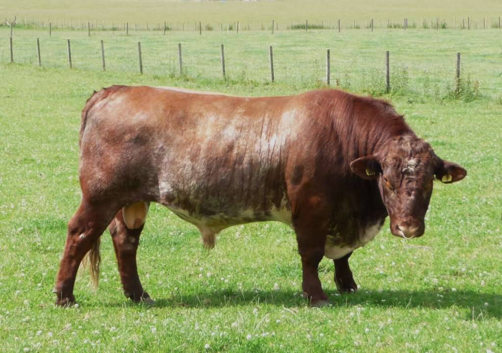 Красногорбатовская порода коров: характеристика, разведение, уход