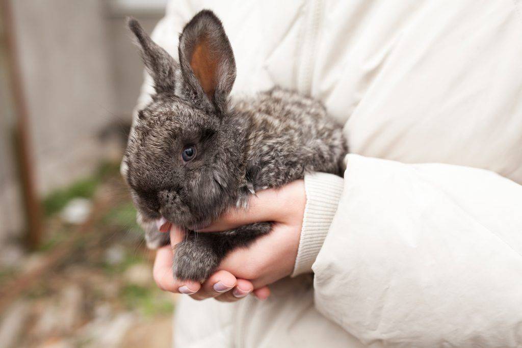 Плюсы и минусы искусственного осеменения кроликов и как правильно проводить