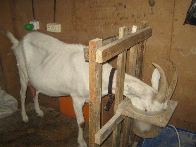 Учимся правильно доить козу
