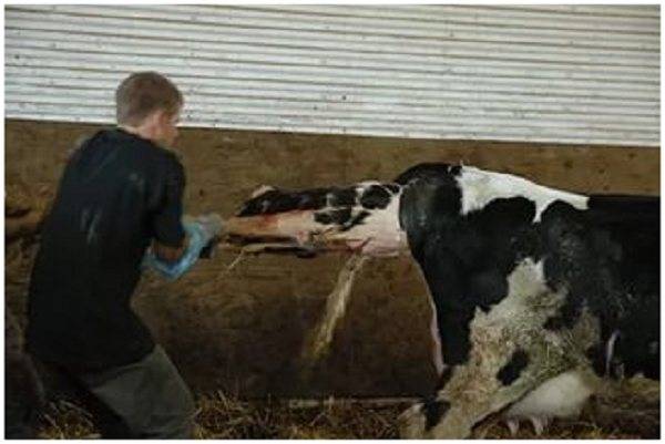 Как раздоить корову после отела — порядок действий