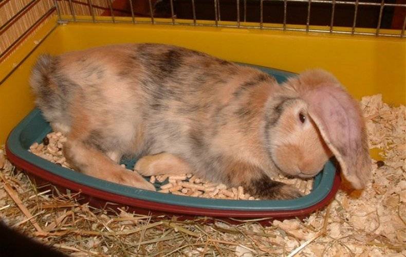 Как помочь кролику, если он отказывается от еды
