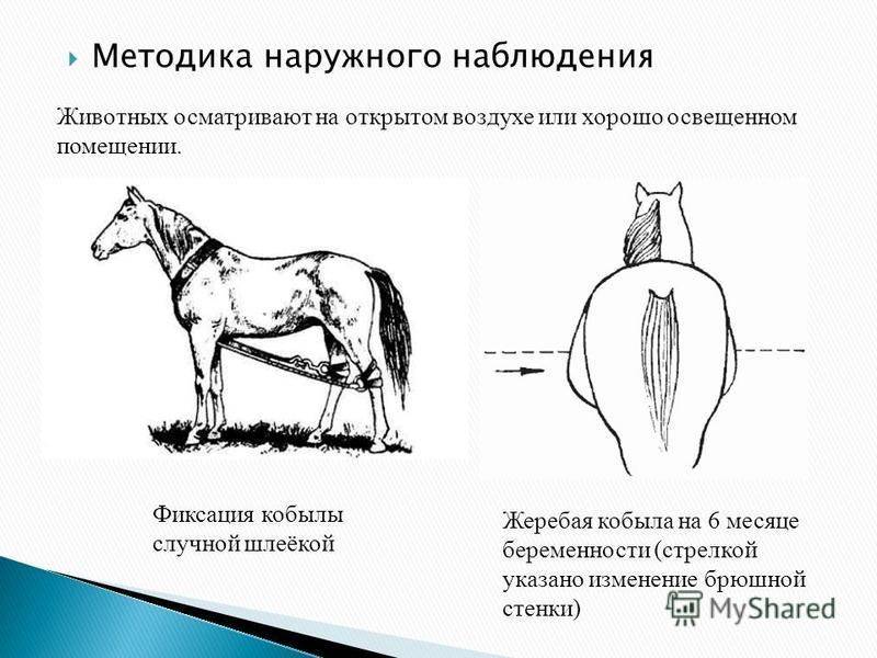 Основы выжеребки (родов) у лошадей