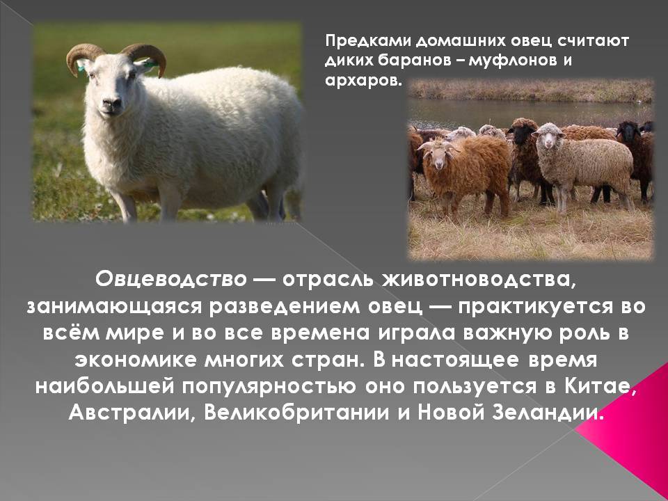 Восточно-фризская порода овец