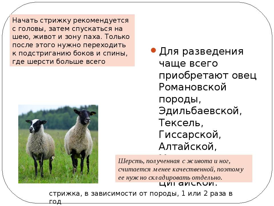 Овцы романовской породы: описание, уход, продуктивность, кормление и размножение