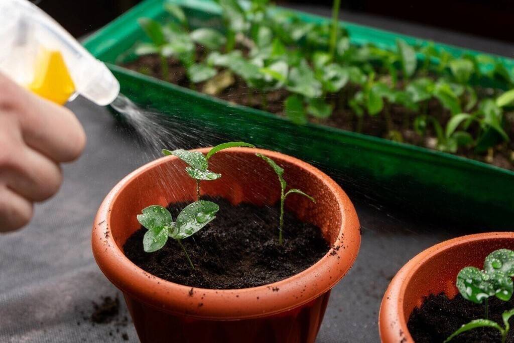 8 самых прибыльных растений для выращивания в 2021 году