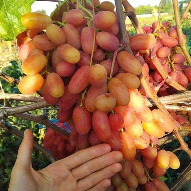 Характеристика сорта винограда преображение