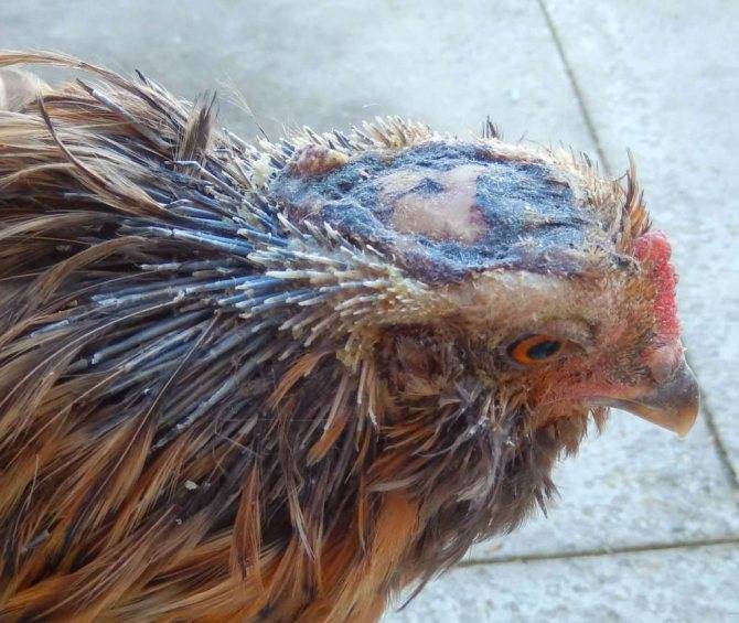 Почему у курицы чернеет гребень - садоводик