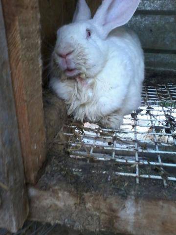 Инфекционный стоматит у кроликов: лечение мокрой мордочки, чем опасен мокрец