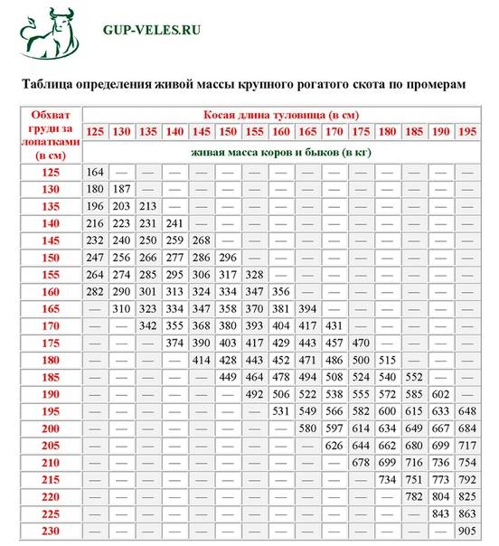 Как определить вес быка без весов: таблица с показателями