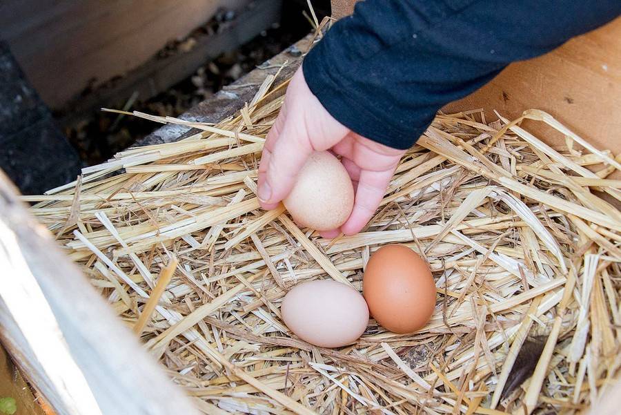 Могут ли куры нести яйца без петуха, какую роль в курятнике выполняет петух и можно ли обойтись без него? мифы и их опровержения