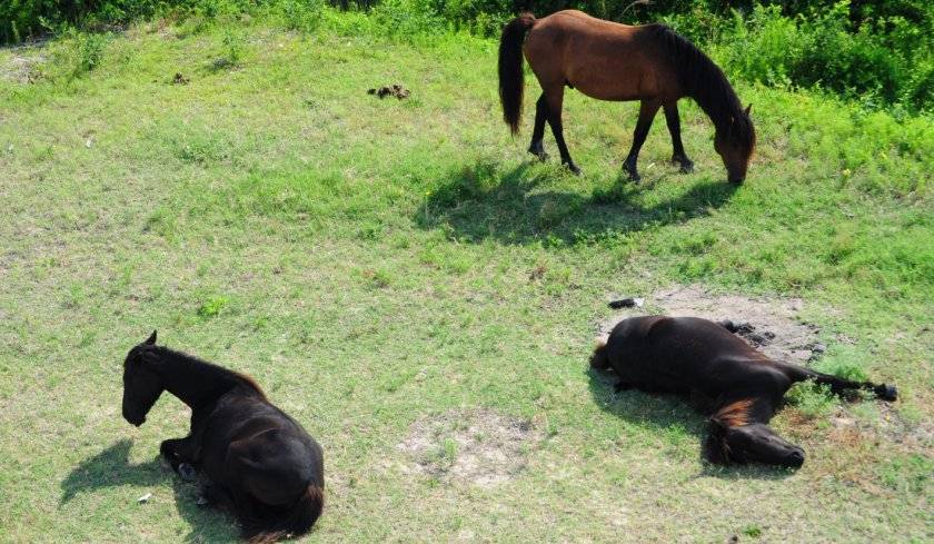 Как спит лошадь: лежа, стоя или на боку, интересные особенности сна животного