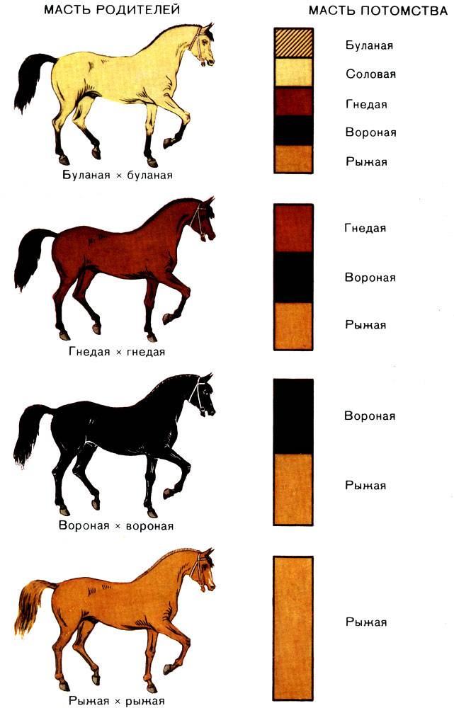 Характер и другие особенности гнедой лошади