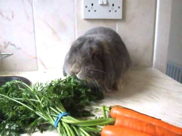Можно ли кроликам картошку, капусту, морковь, свеклу и другие овощи
