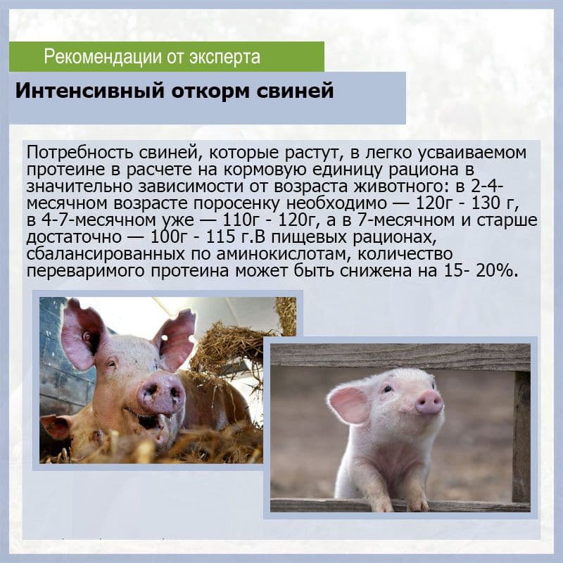 Корм для свиней для быстрого набора веса и его виды