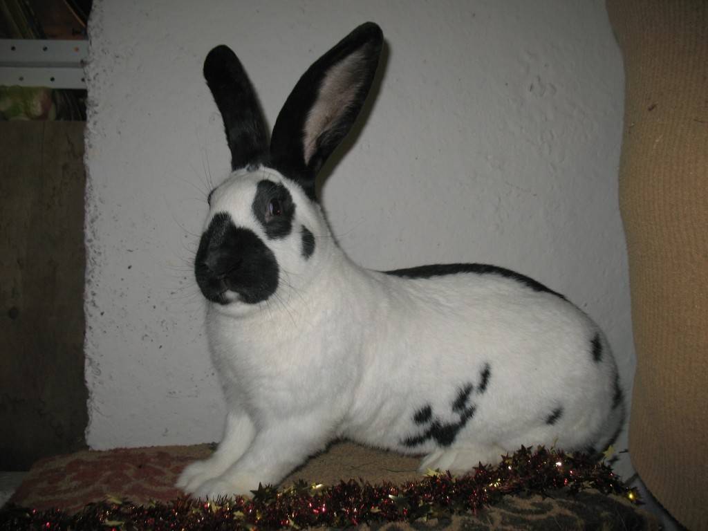 Кролик породы строкач