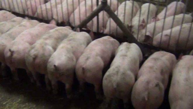 Корм для свиней для быстрого набора веса и его виды