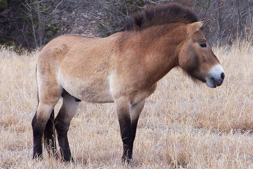 Лошадь пржевальского: описание, фото, обитание