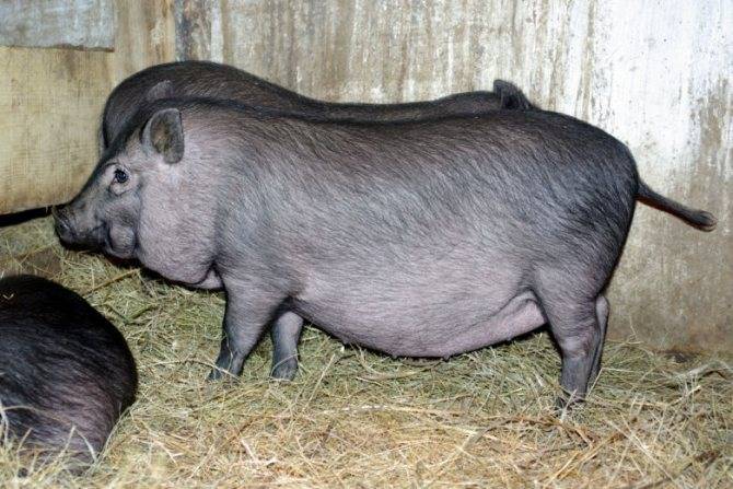 Вьетнамская вислобрюхая свинья: выращивание и содержание породы, рекомендации по кормлению поросят