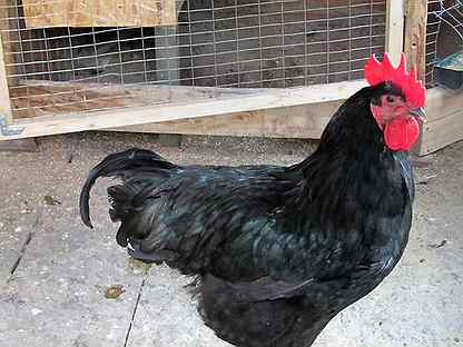 Джерсийский гигант — самая большая куриная порода в мире
